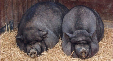 Chov a chov vietnamských prasat s břichem